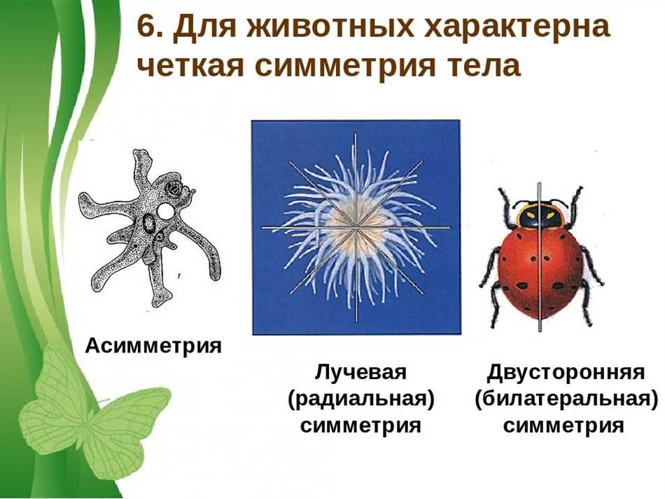 Что такое симметрия лучевая радиальная биология