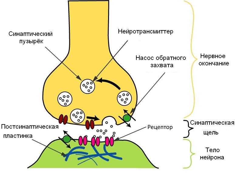 Электрические синапсы