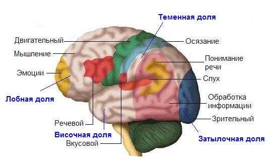 Что такое синаптические связи