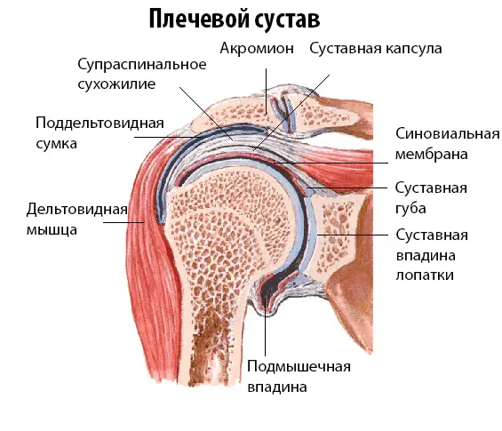 Профилактика синовита плечевого сустава