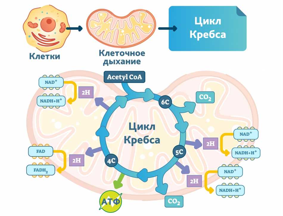 Что такое синтез АТФ простыми словами