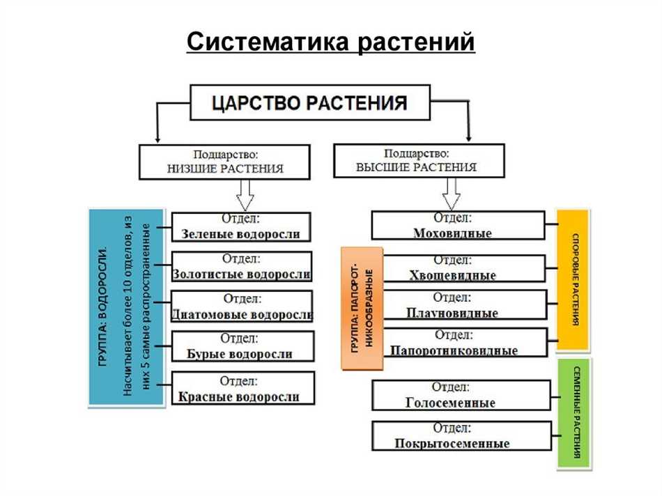 Определение систематики