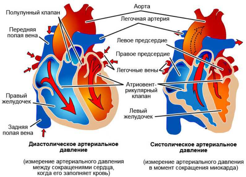 Что такое диастола?