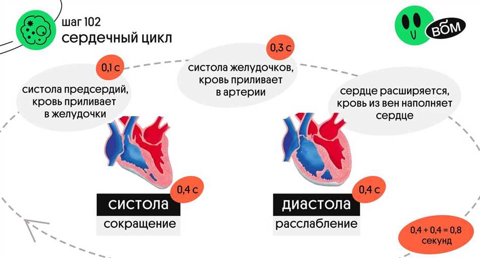 Что такое систола и диастола: разница и значение