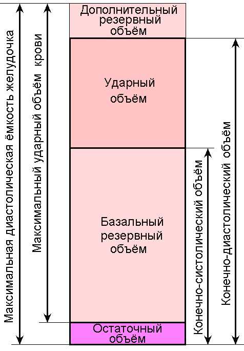 Систолический объем: что это и почему это важно?