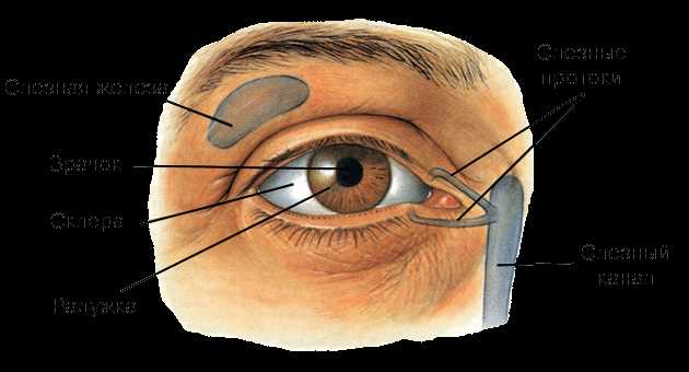 Причины возникновения склер глаз