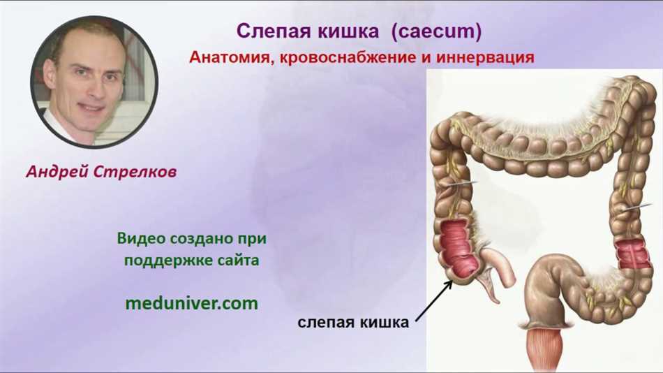 Функции слепой кишки