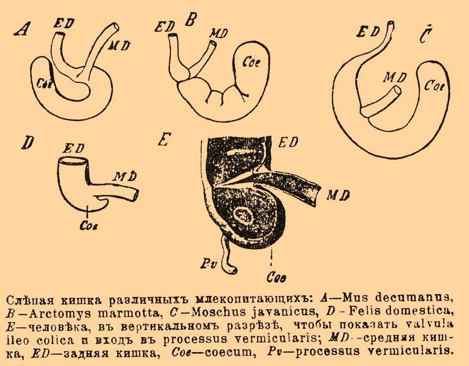 Что такое слепая кишка и ее функции у людей