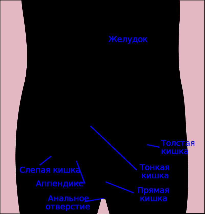 Расположение слепой кишки в организме