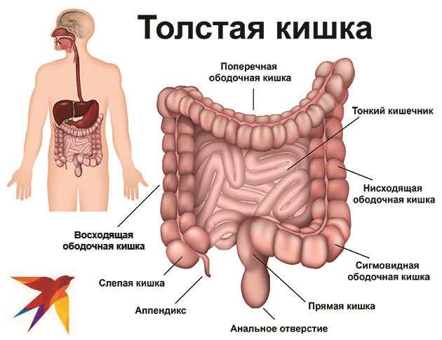 Что такое слепая кишка и где она находится