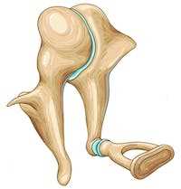 Виды слуховых косточек