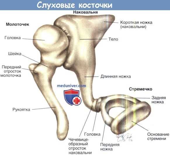 Что такое слуховые косточки