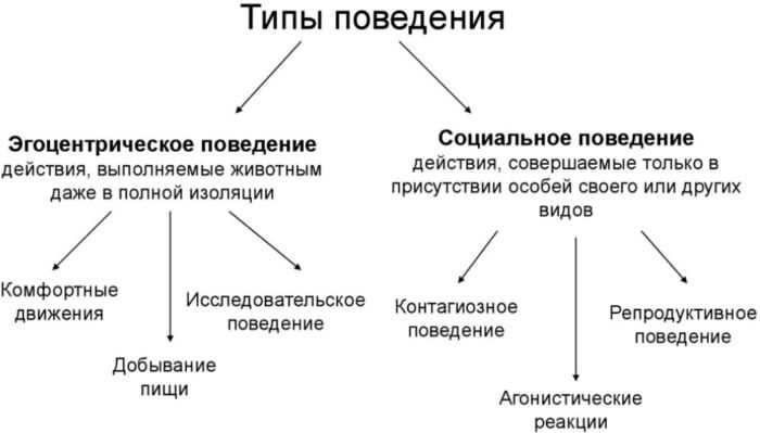 Что такое социальное поведение: основные концепции и примеры