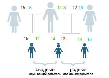 Раздел 2: Различия между полными и единоутробными сестрами