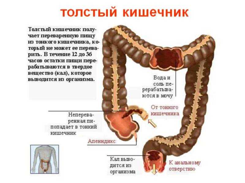 Что такое гаустрация неравномерная?