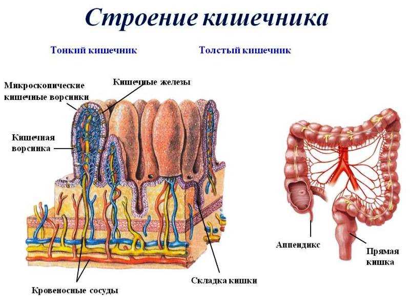 Гаустрация неравномерная: что это такое простыми словами