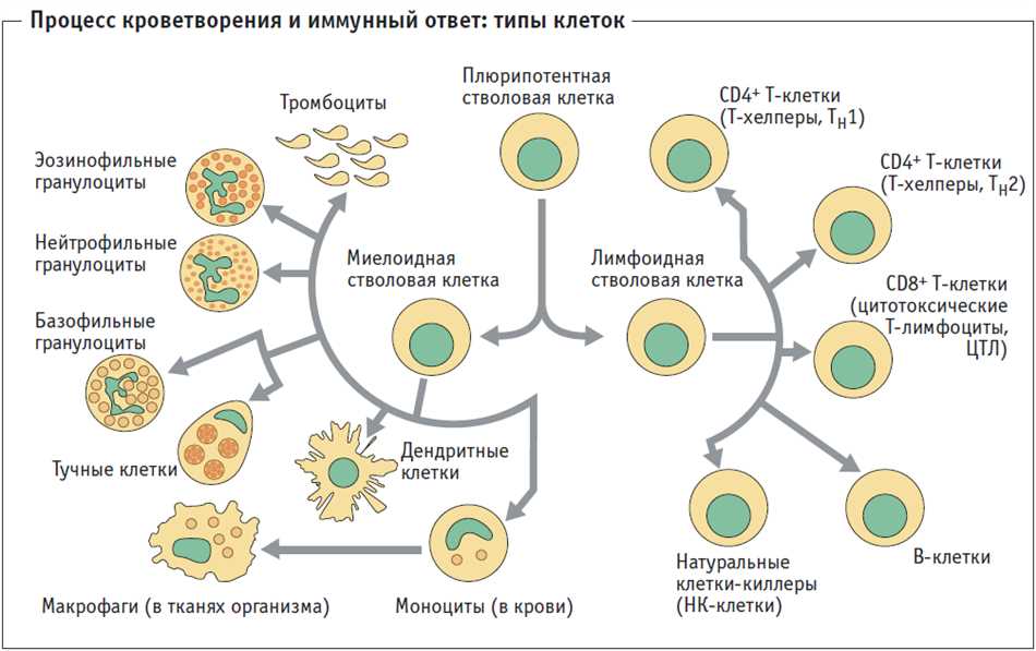 Значение гемопоэтического действия