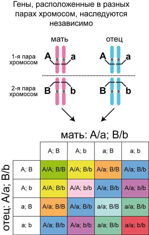 Определение генома