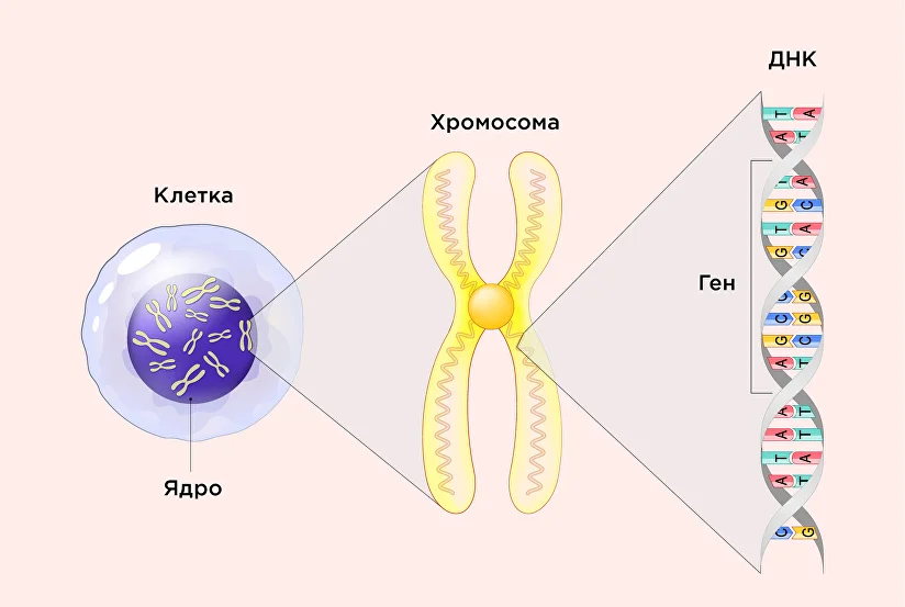 Определение гена