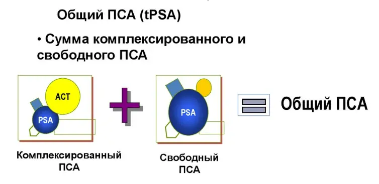 Значение индекса пса