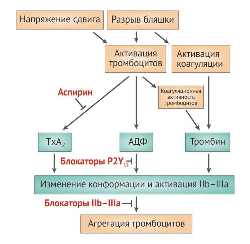 Механизм действия ингибиторов фактора ХА