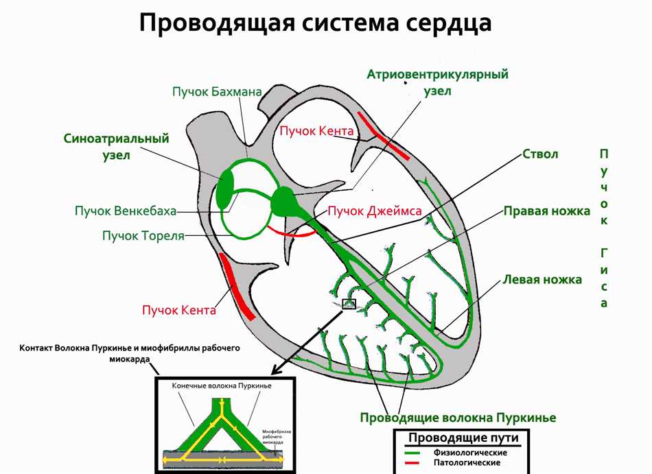 Значение изучения иннервации в медицине: