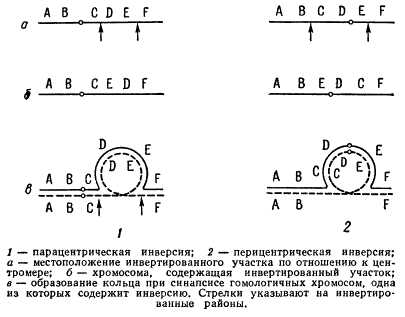 Инверсия в генетике: что это такое и как она проявляется