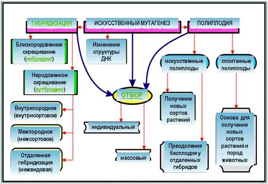 2. Природный отбор на отбор партнера