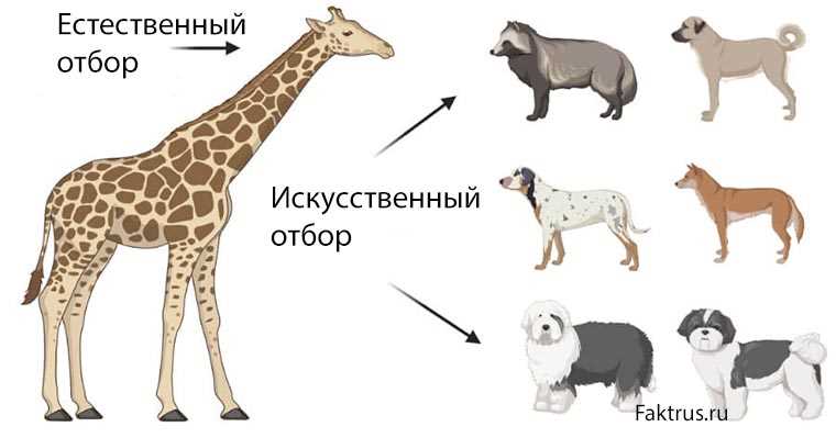 Искусственный отбор в биологии определение