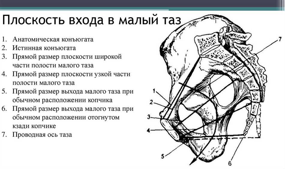 Принципы конъюгата акушерства