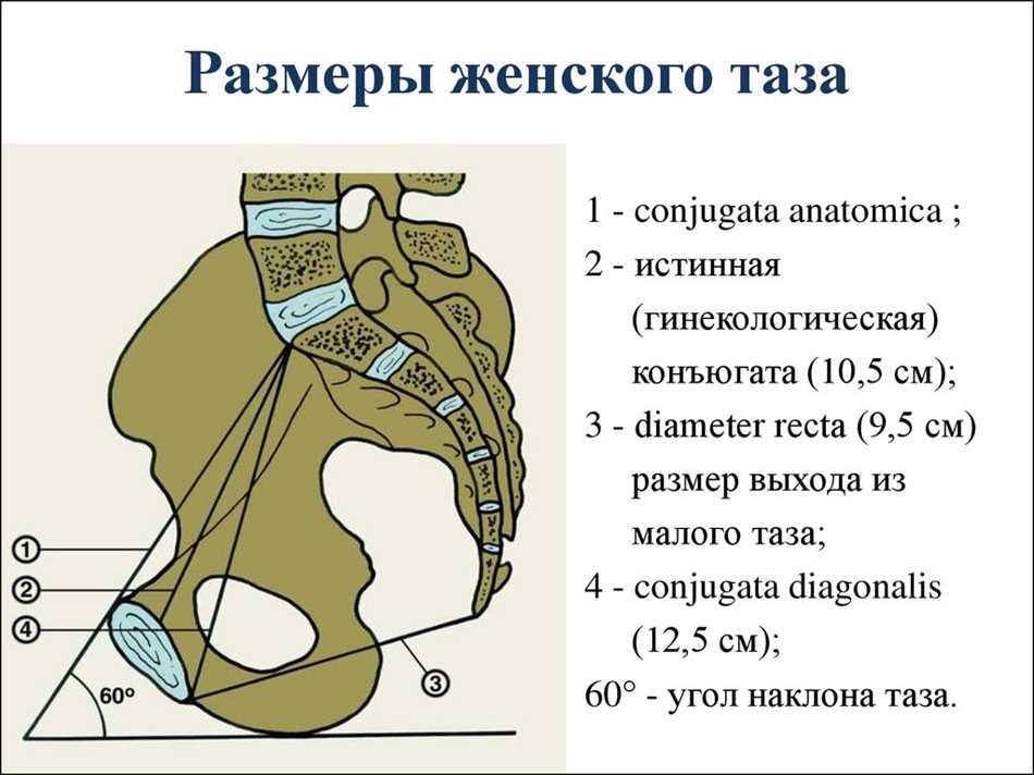 Вычисление истинной конъюгаты. Размеры таза женщины Акушерство. Измерение женского таза в акушерстве. Размеры малого таза в акушерстве. Нормальные Размеры женского таза.