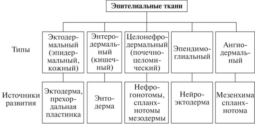 Понятие изоморфности в гистологии