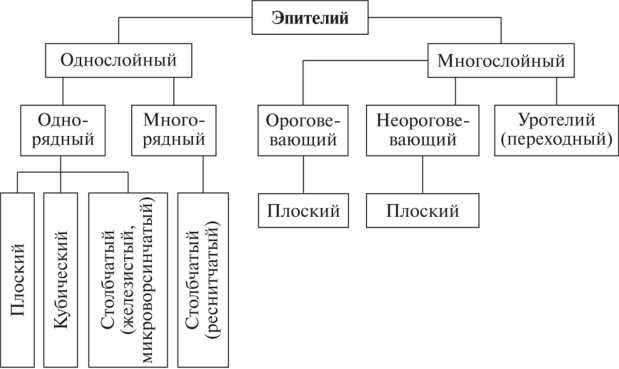 Роль изоморфности в гистологии