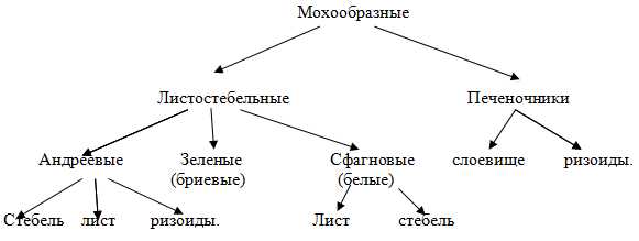 Изучение мхов в биологии: основные разделы