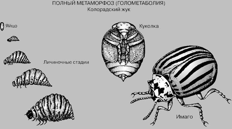 Как отличить самку от самца колорадского жука?