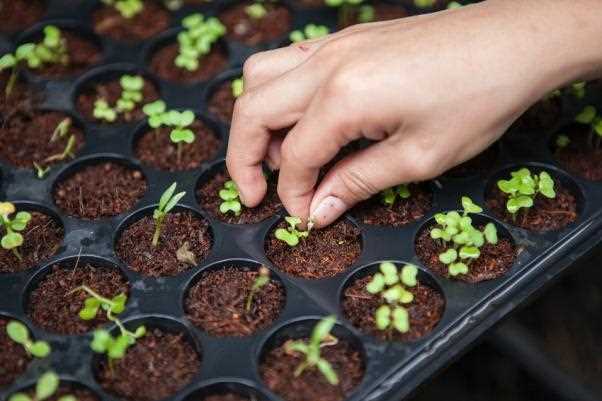 Как стратифицировать семена: основные этапы и преимущества