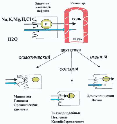 Калийсберегающие диуретики: основные принципы действия и применение