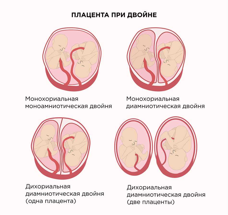 плаценты в духовке рецепт с фото