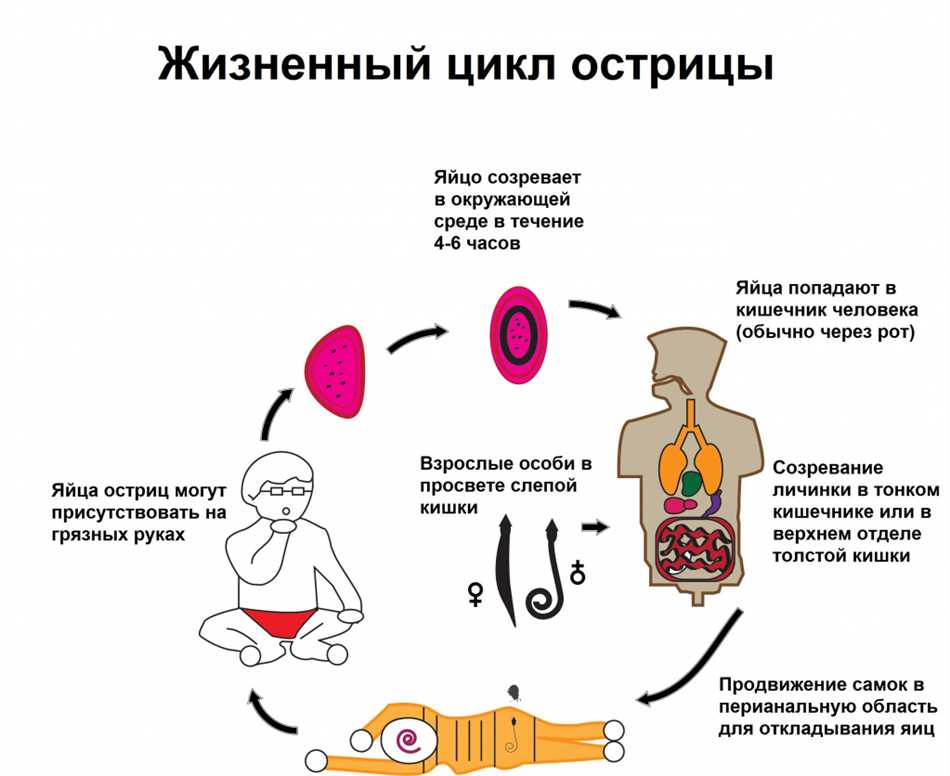 Карантин при энтеробиозе в детском саду: сколько дней длится?