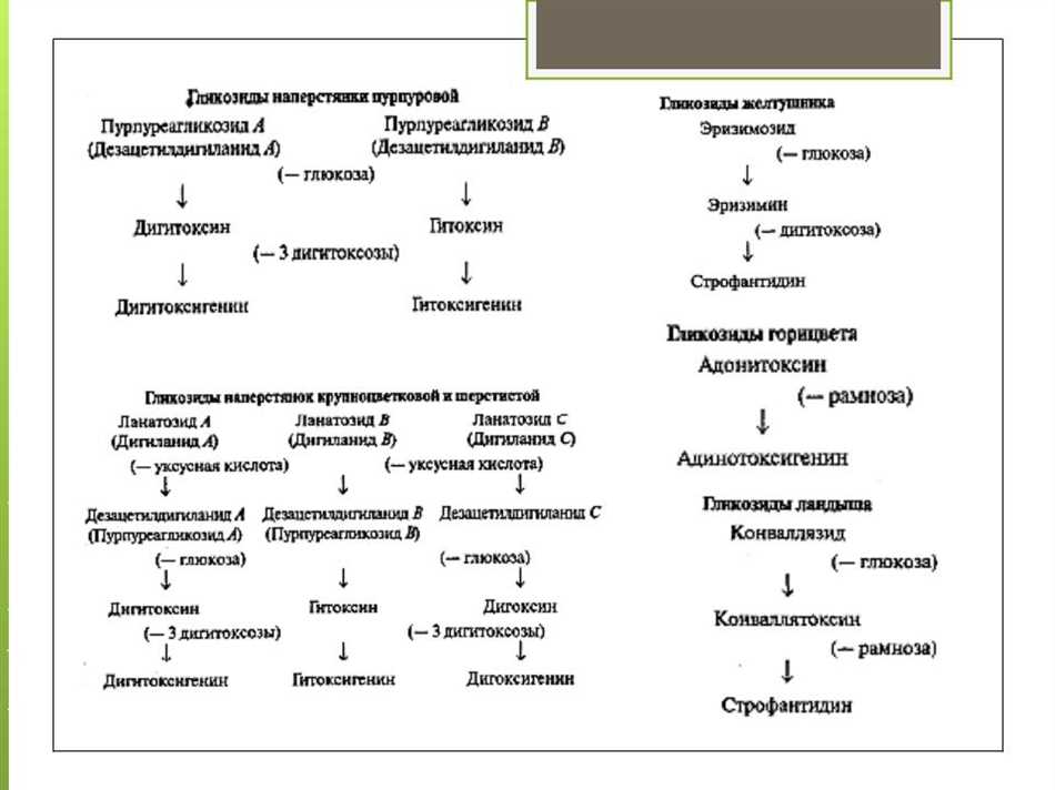 Кардиотоническое действие: понятие и особенности