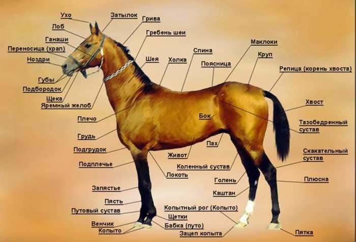 Здоровье лошадей