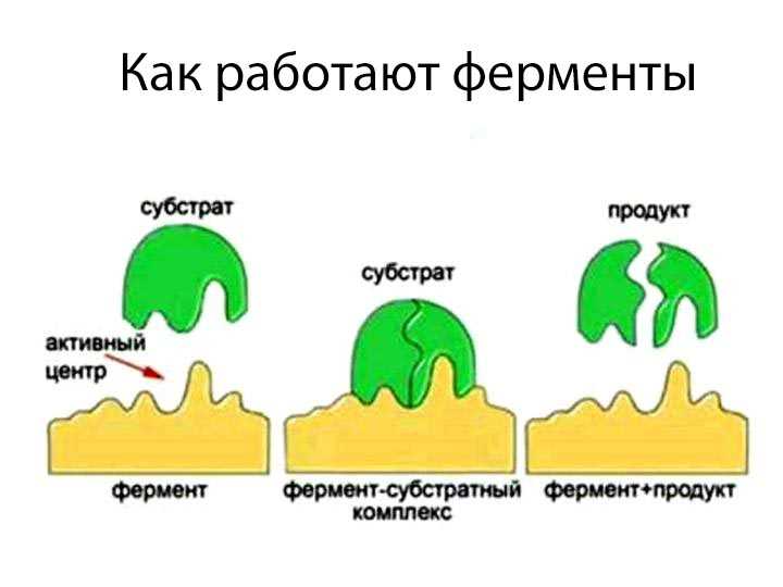 Раздел 2: Определение катализатора в биологии