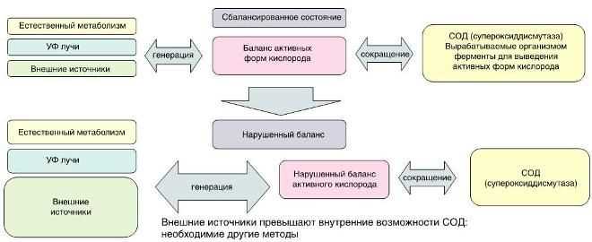 Кислород в крови: сущность и значение в организме человека