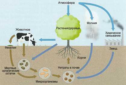 Углерод: суть и ценность