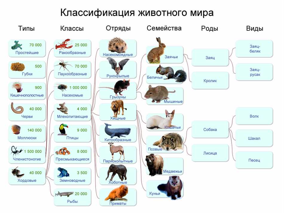 Типы классификации животных