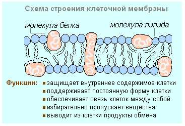 Клеточный уровень: кратко о сути