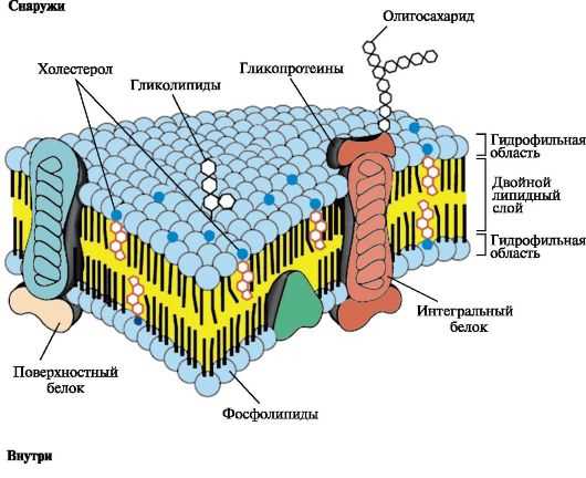 Рибосомы