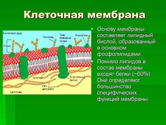 Митохондрии