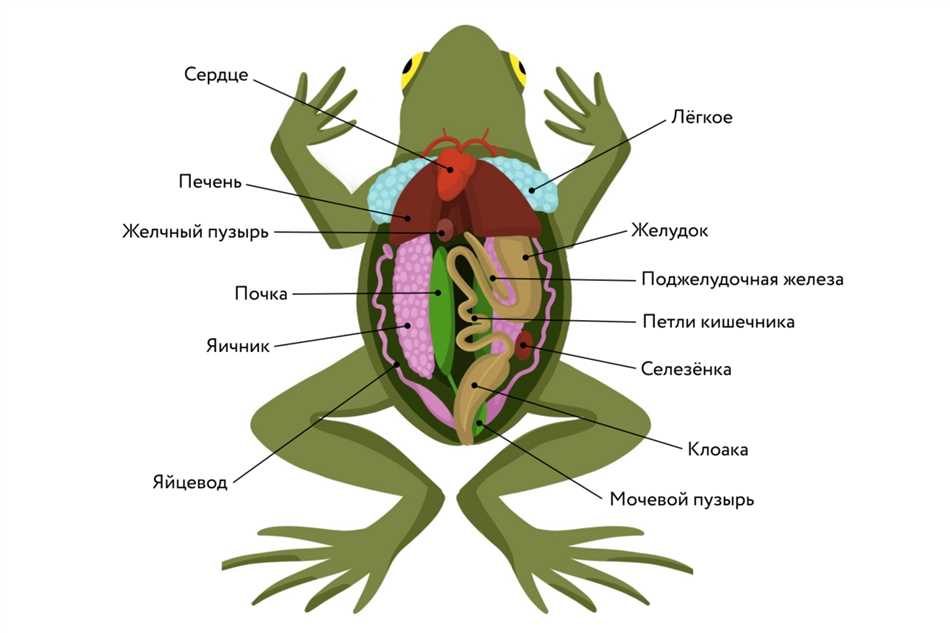 Структура клоаки у земноводных