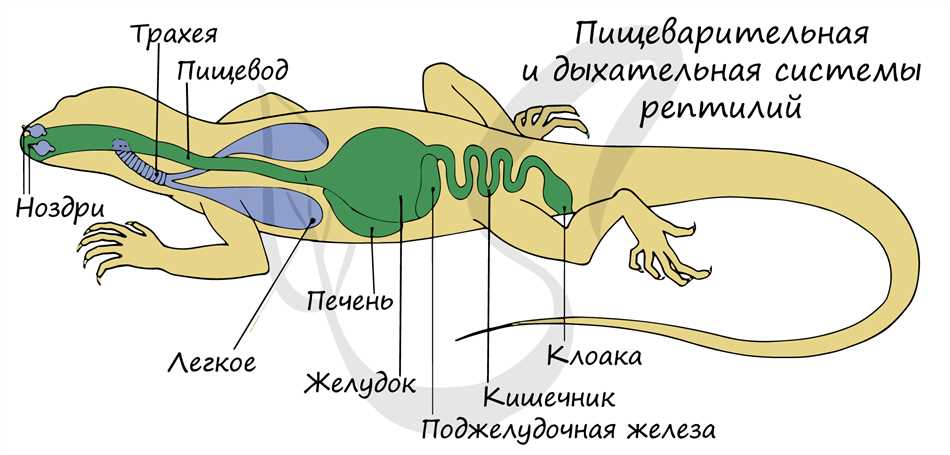 Клоака у земноводных: структура и функции